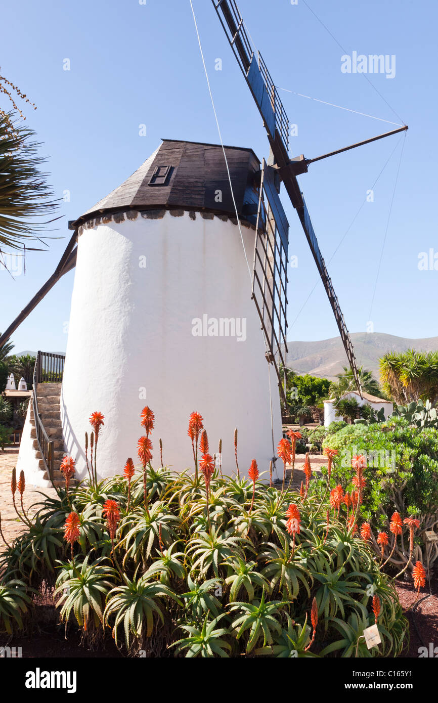 Aloes flowering in front of the traditional windmill at the Antigua Windmill Craft Centre, on the Canary Island of Fuerteventura Stock Photo