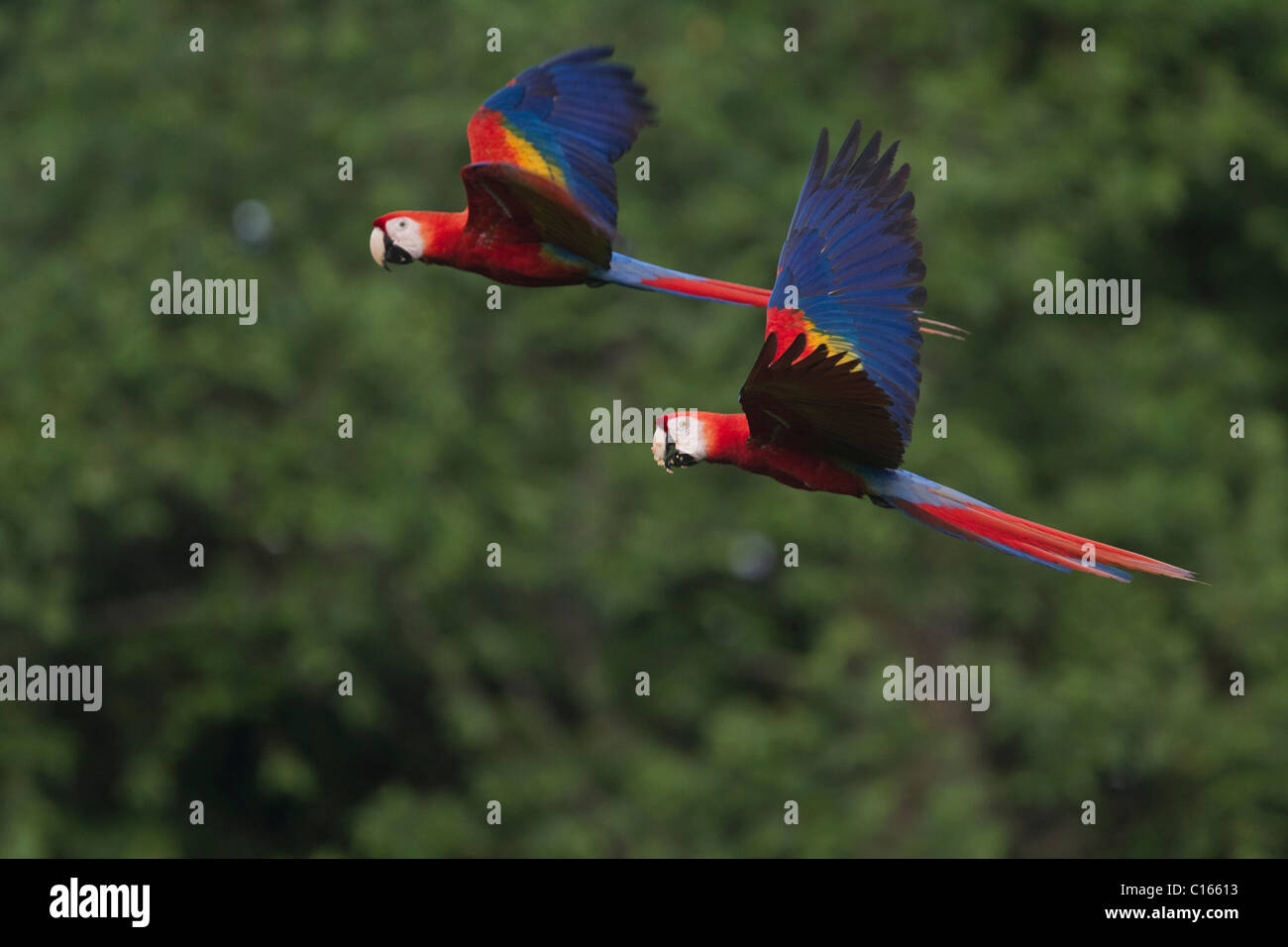 Couple of Scarlet Macaws (Ara macao) flying over the primary forest, Costa Rica, Osa Peninsula. Stock Photo