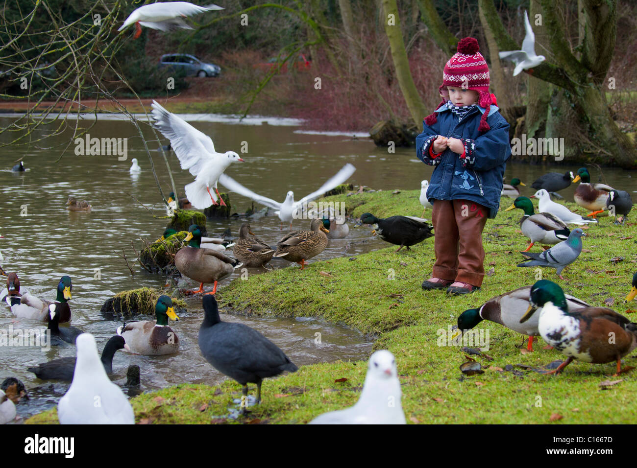 Child feeding ducks in park in winter, Germany Stock Photo Alamy