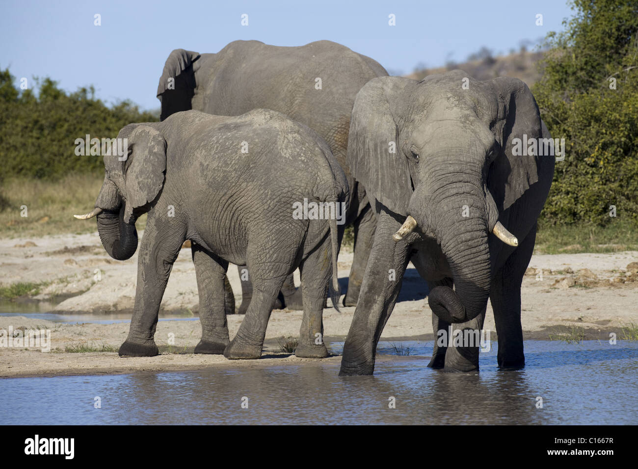 African bush el hi-res stock photography and images - Alamy