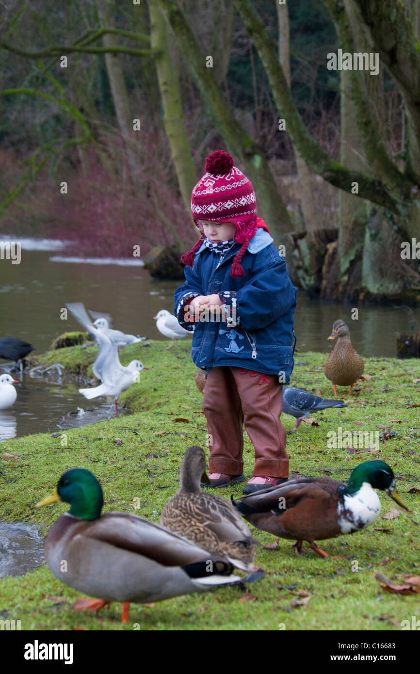 Child feeding ducks in park in winter, Germany Stock Photo Alamy
