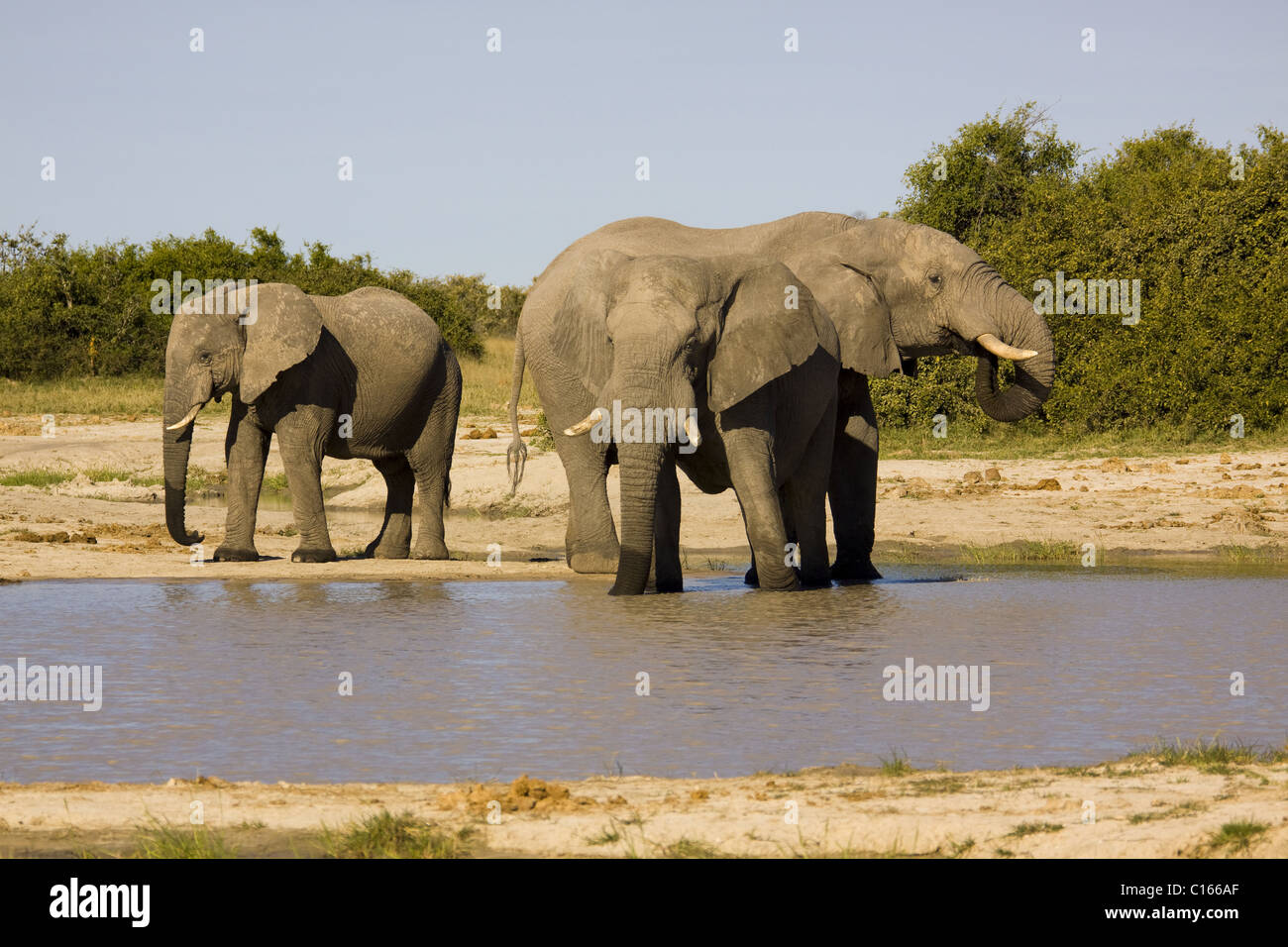 African bush el hi-res stock photography and images - Alamy