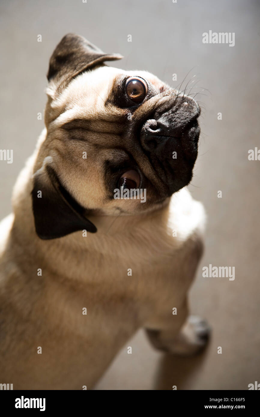 Pug dog, portrait, sun beam Stock Photo