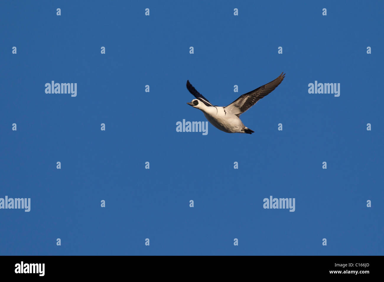 Smew (Mergus albellus) male in flight, Germany Stock Photo