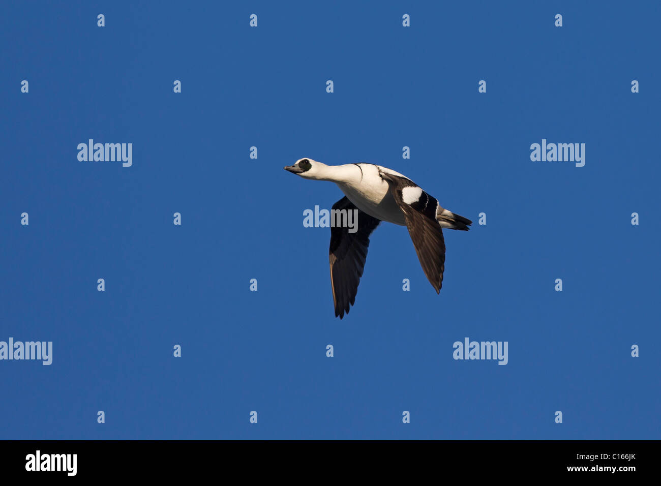 Smew (Mergus albellus) male, in flight, Germany Stock Photo