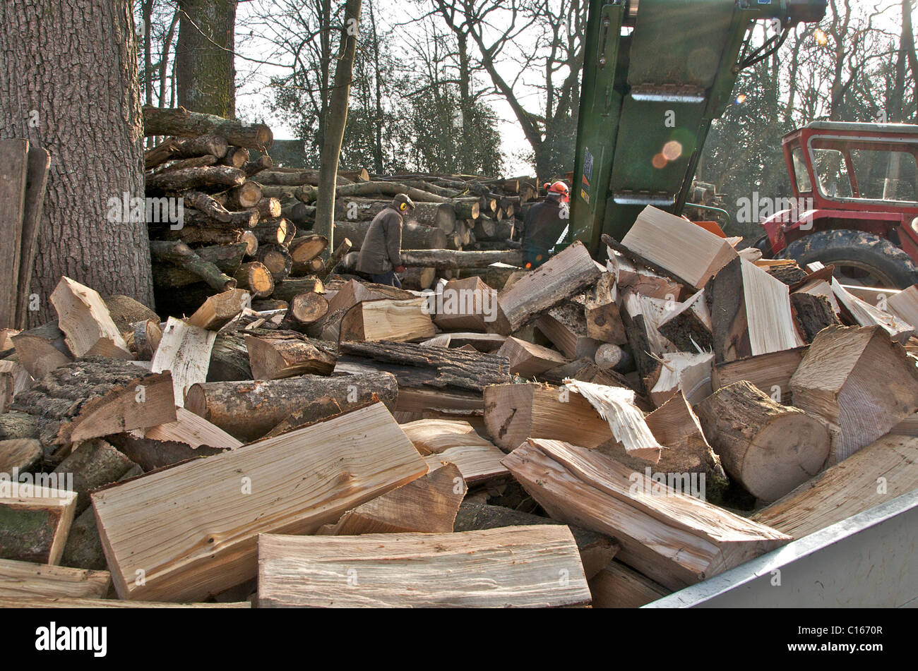 Cutting and splitting logs for domestic fuel use in woodburning stoves