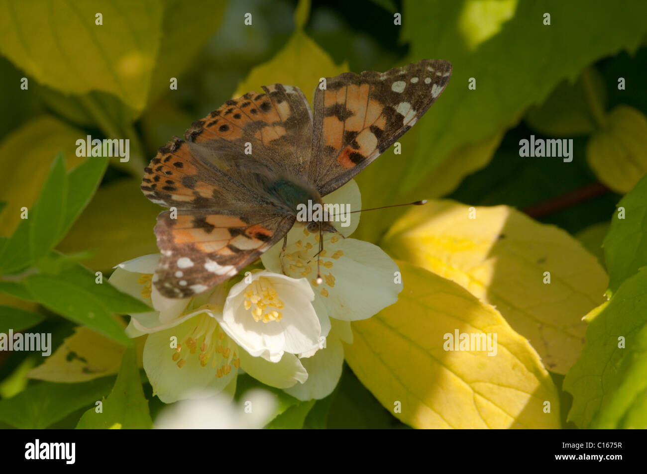 Painted Lady butterfly, (Vanessa cardui) On Mock Orange (Philadelphus sp.) West Sussex, UK. May. Stock Photo