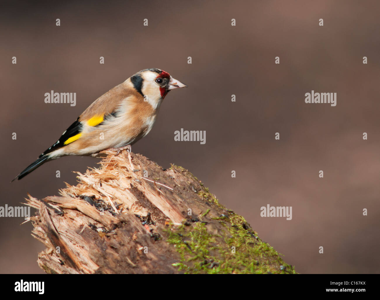 Goldfinch (Carduelis carduelis) perched on top of log Stock Photo