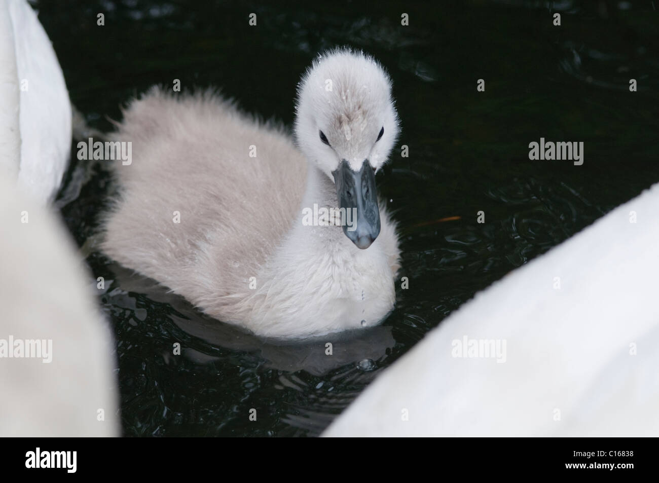 Mute swan (Cygnus olor) with cygnet. Lake Windermere, Cumbria, UK. June. Stock Photo