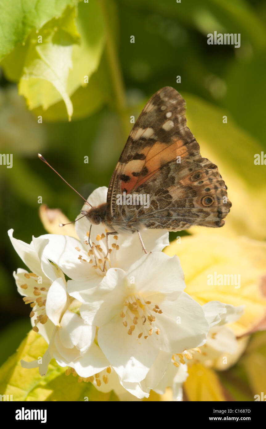 Painted Lady butterfly, (Vanessa cardui) On Mock Orange (Philadelphus sp.) West Sussex, UK. May. Stock Photo