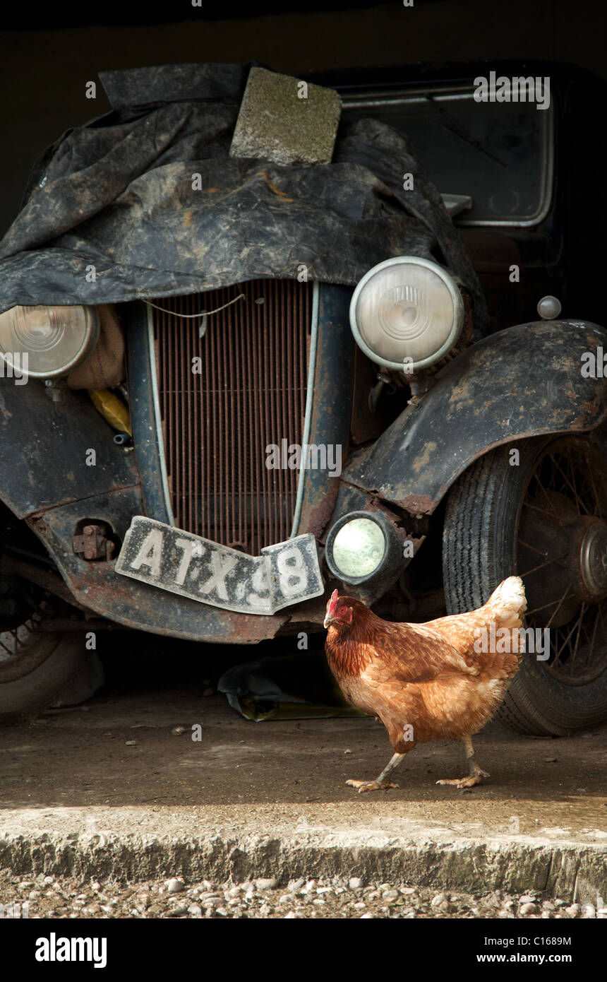 Easter weekend on a farm in Devon shows a chicken walking past a wrecked vintage car stored in a barn. Stock Photo