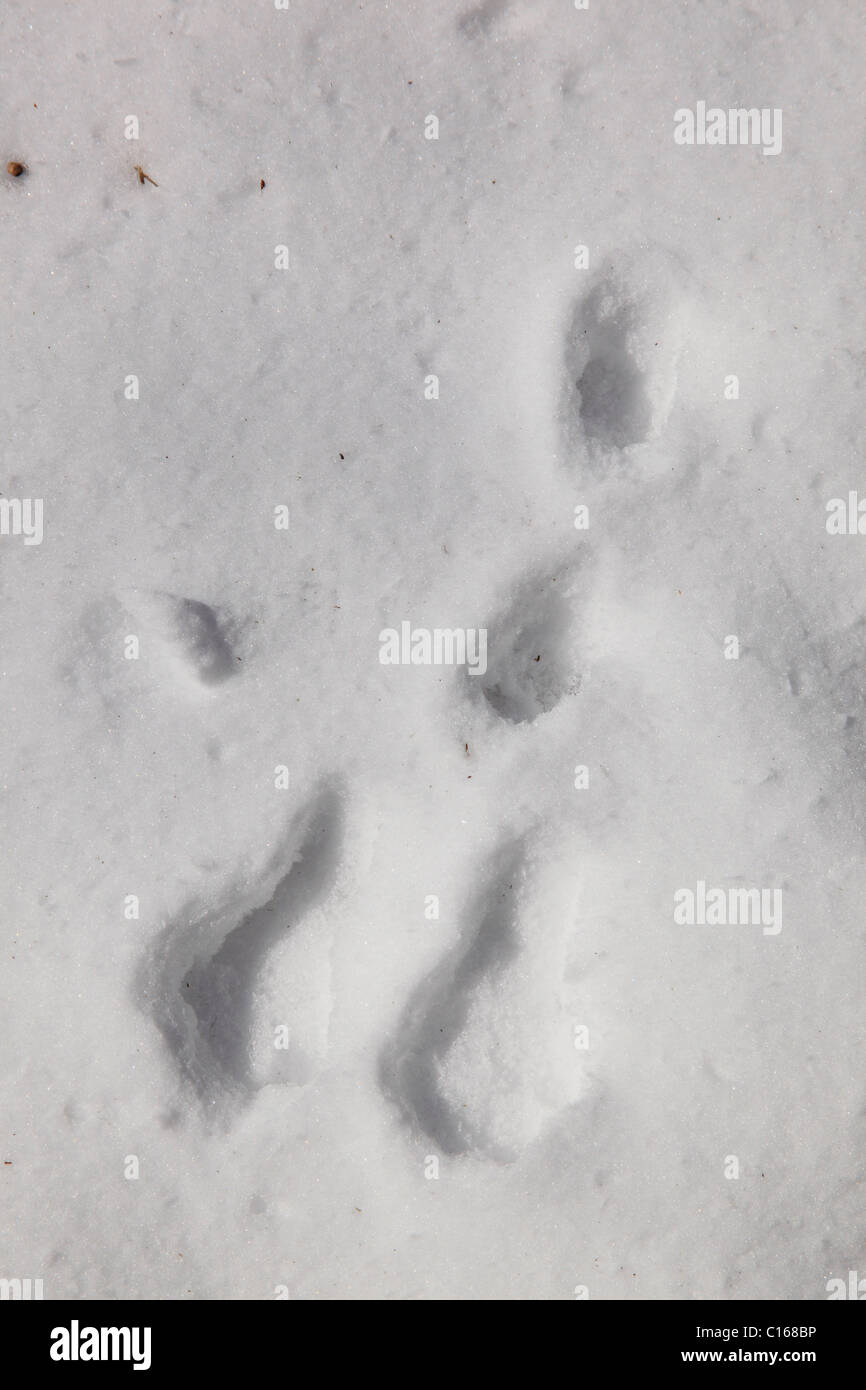 Bunny footprint Black and White Stock Photos & Images - Alamy