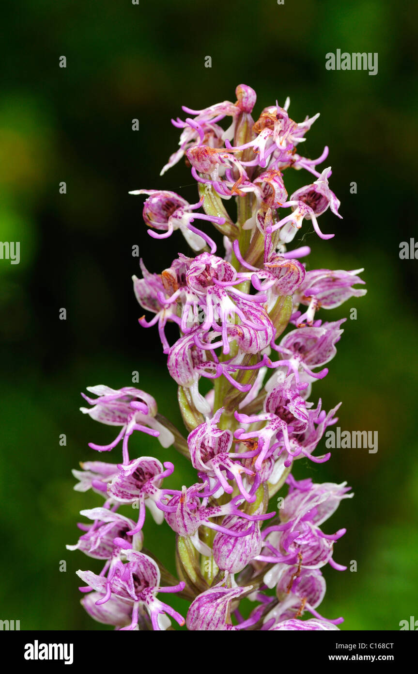 Cross between the Lady Orchid (Orchis purpurea) and the Monkey Orchid (Orchis simia), orchid hybrid (Orchis purpurea x simia) Stock Photo