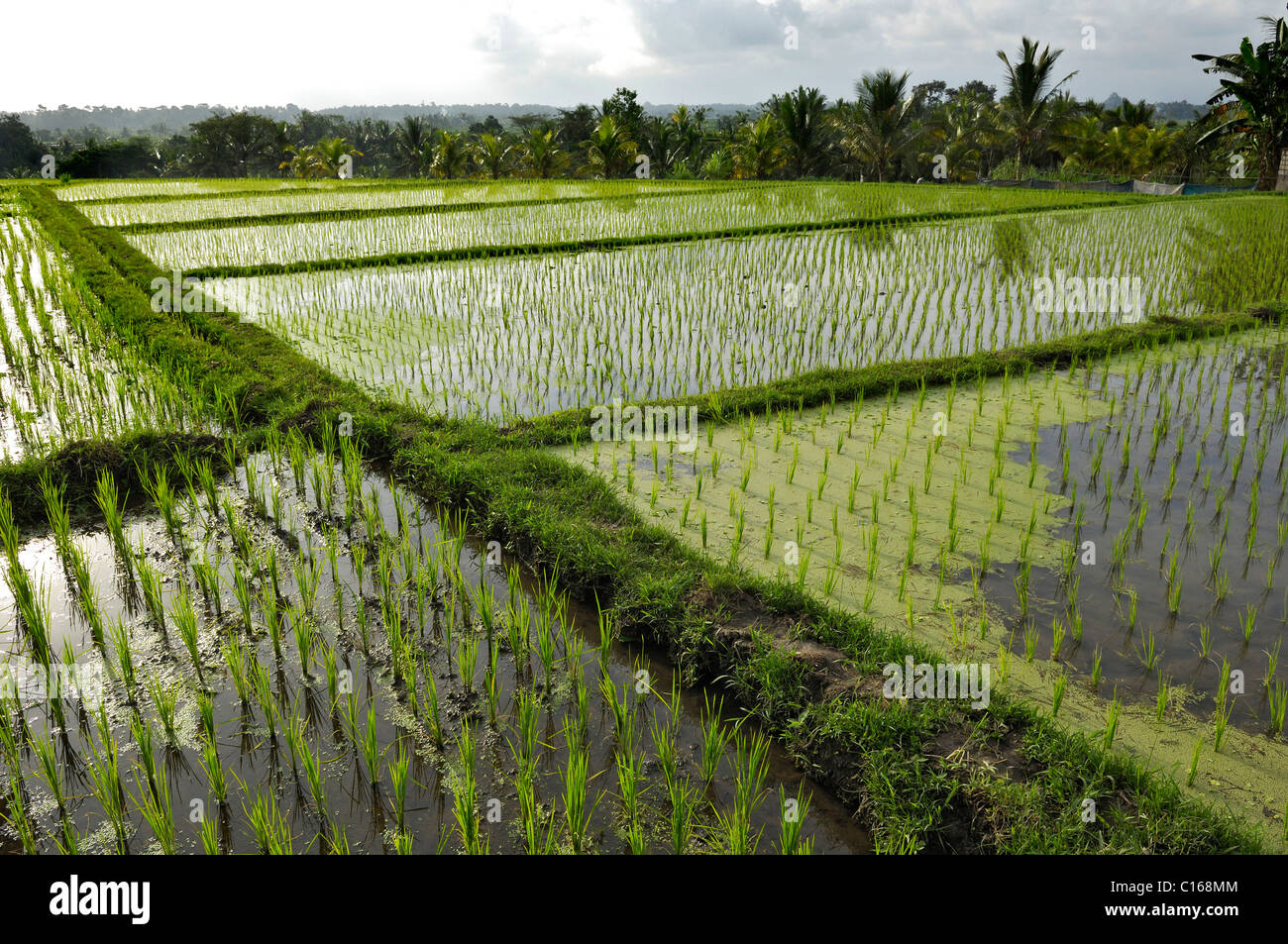 Rice paddies near Mengwi, Bali, Indonesia, South East Asia Stock Photo