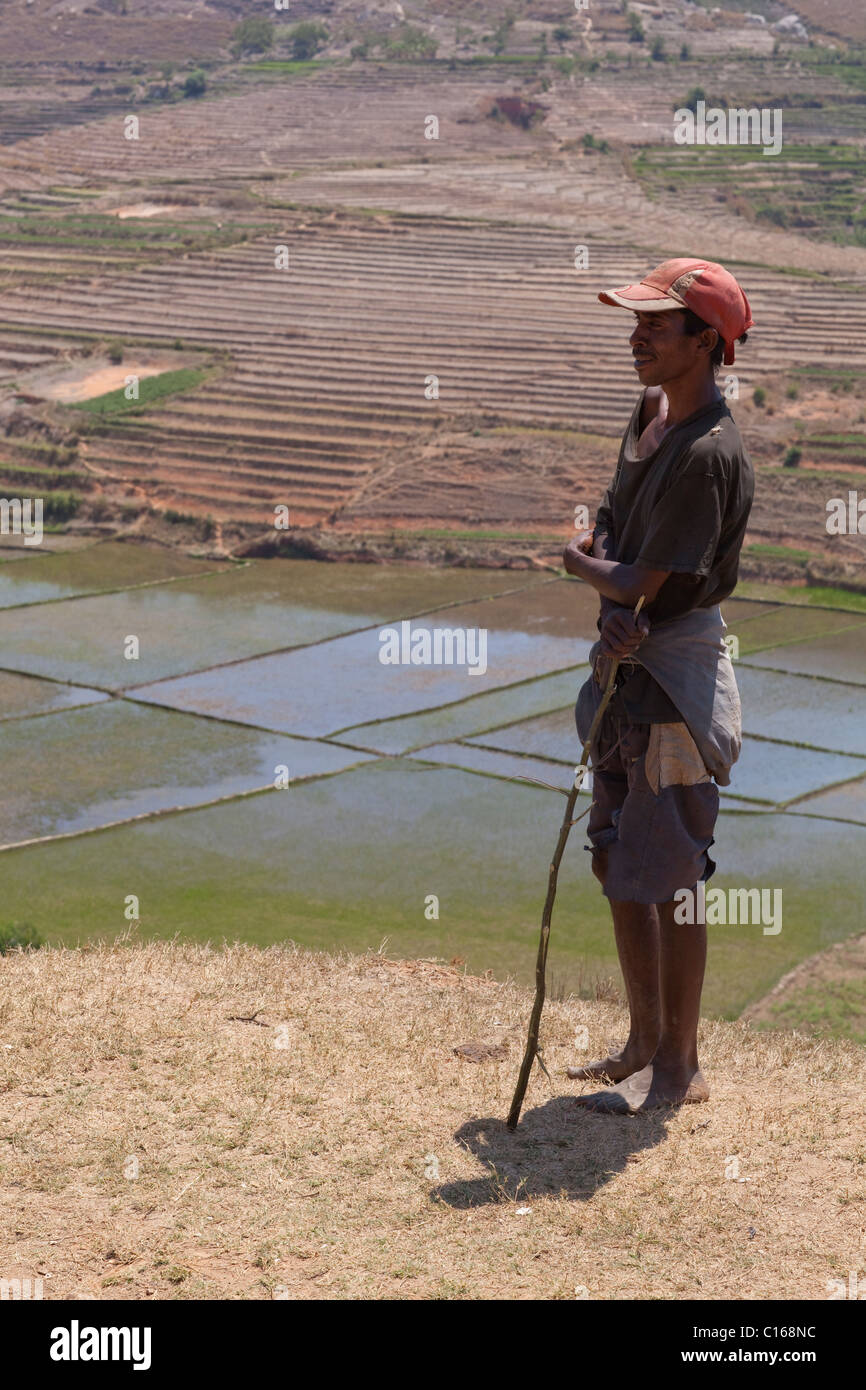 Young Man overlooking flooded rice paddy fields and terraced valley side. Madagascar. Stock Photo