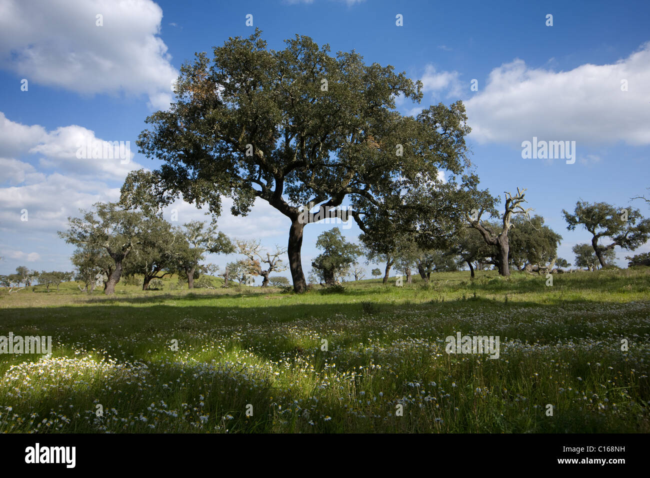 Cork trees, the Alentejo, Portugal Stock Photo Alamy