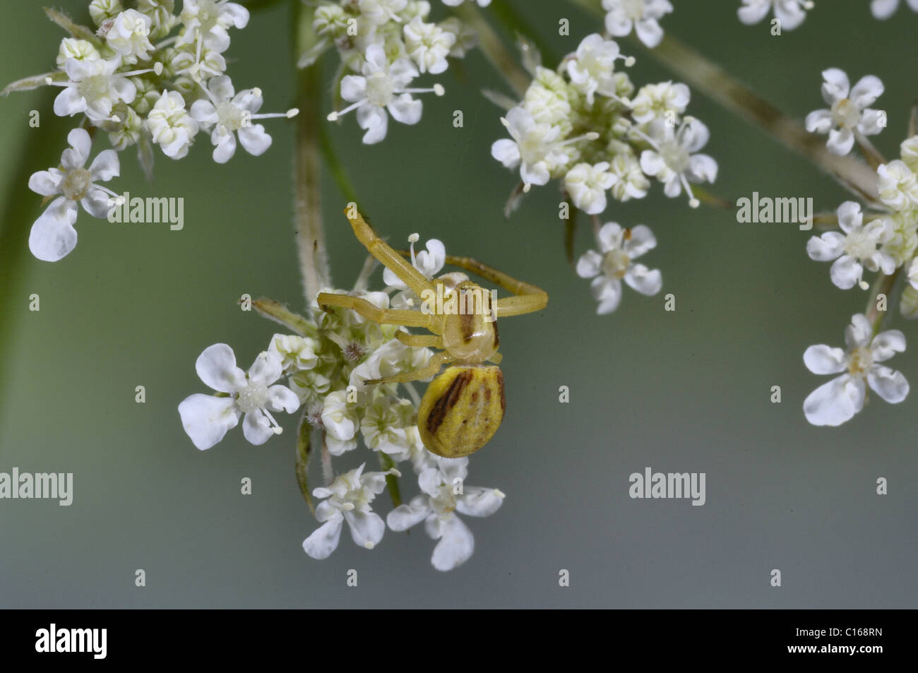 Crab spider (Runcinia grammica) waiting for prey on a flower Vaucluse