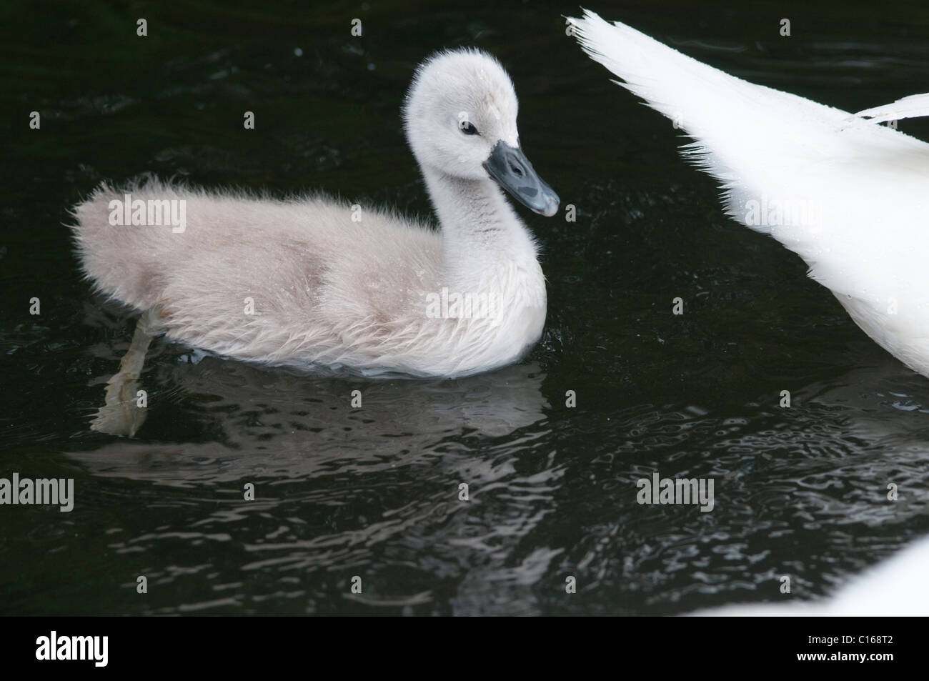 Mute swan (Cygnus olor) with cygnet. Lake Windermere, Cumbria, UK. June. Includes parent's tail Stock Photo