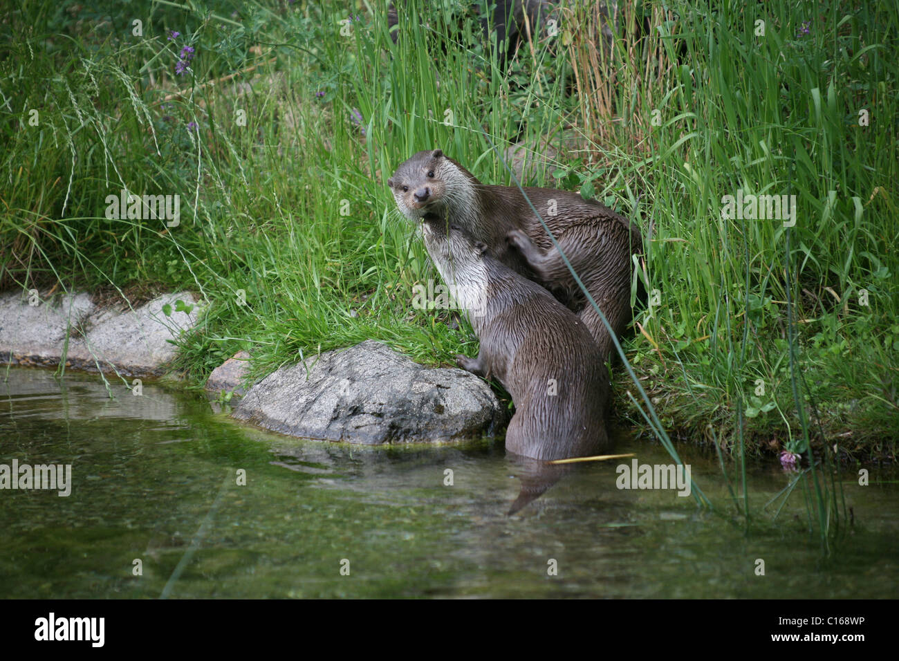 Eurasian Otter or Common Otter (Lutra lutra) by a stream Stock Photo