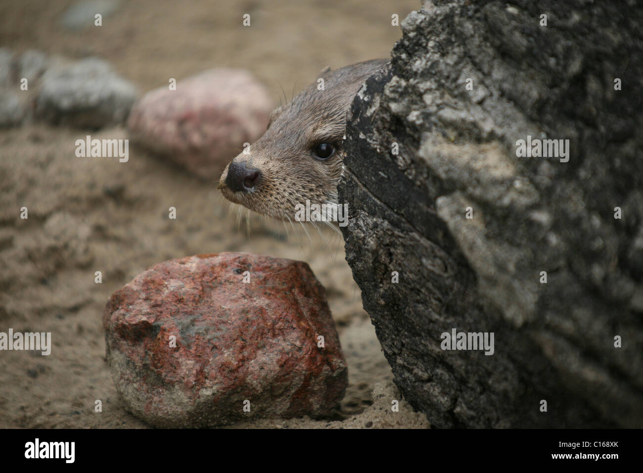 Eurasian Otter or Common Otter (Lutra lutra) peeking out from behind a tree stump Stock Photo