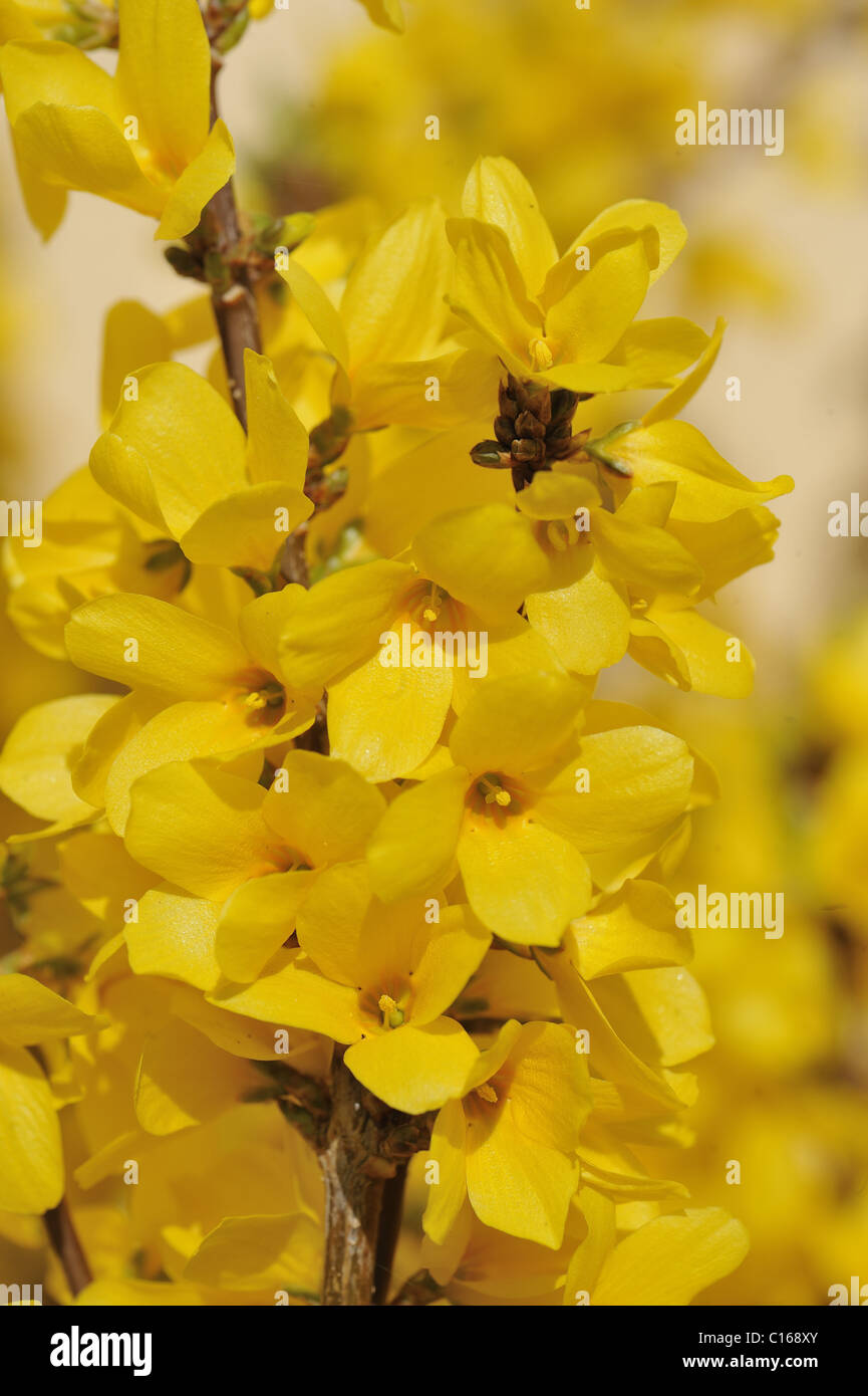 Forsythia - Golden-bell - Goldenbells - Lian qiao (Forsythia suspensa) originated in China - Vaucluse - Provence - France Stock Photo