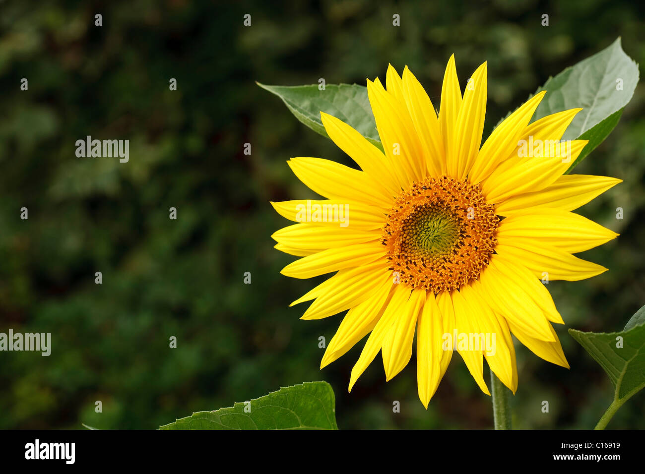 Yellow sunflower in a garden with lots of copyspace Stock Photo - Alamy