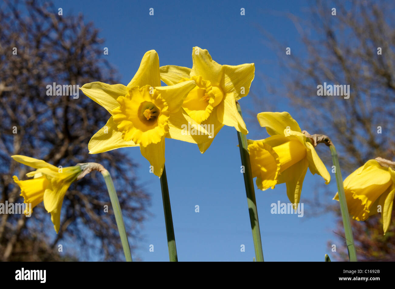 King Alfred type trumpet daffodils in an English garden Stock Photo Alamy