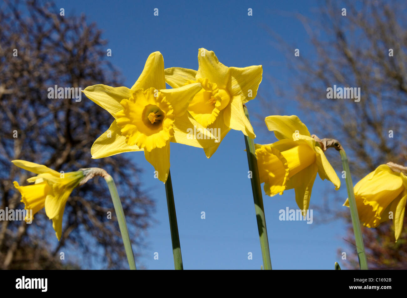 King Alfred type trumpet daffodils in an English garden Stock Photo