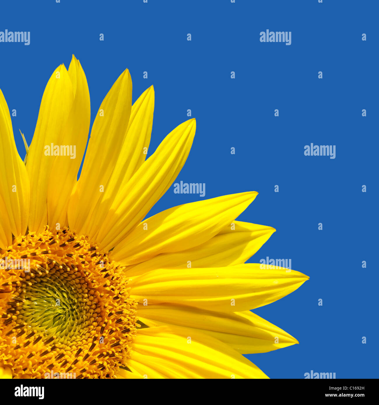 Sunflower template with sunflower in the corner with lots of blue sky. The blue is a solid colour, easily extended. Stock Photo