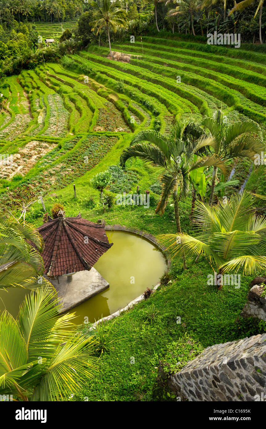 Rice terraces and garden near Rendang, Bali, Indonesia, South East Asia Stock Photo