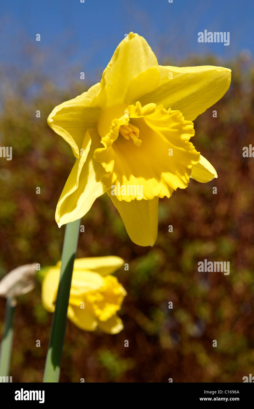 King Alfred type trumpet daffodils in an English garden Stock Photo