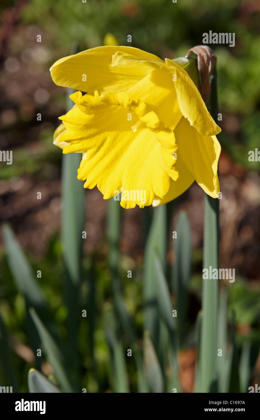 King Alfred type trumpet daffodil flower in an English garden Stock Photo