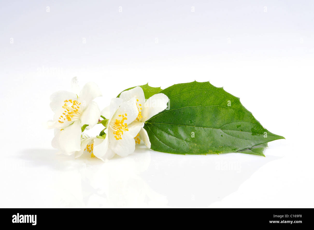Common White Jasmine (Jasminum officinale), flowers and a leaf Stock Photo