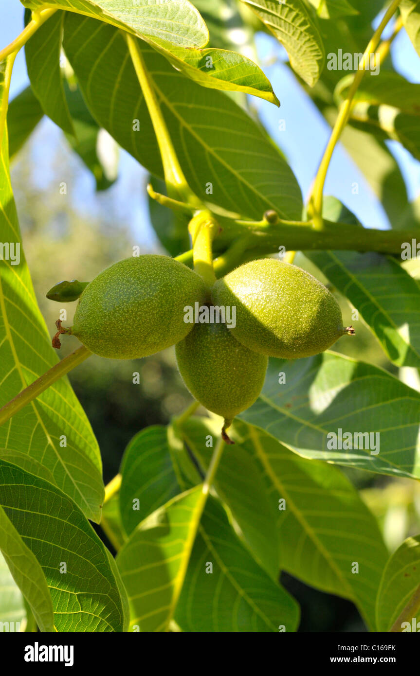 unripe-nuts-on-a-common-walnut-tree-juglans-regia-stock-photo-alamy