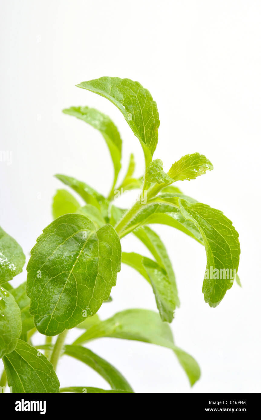 Sweetleaf (Stevia rebaudiana) Stock Photo