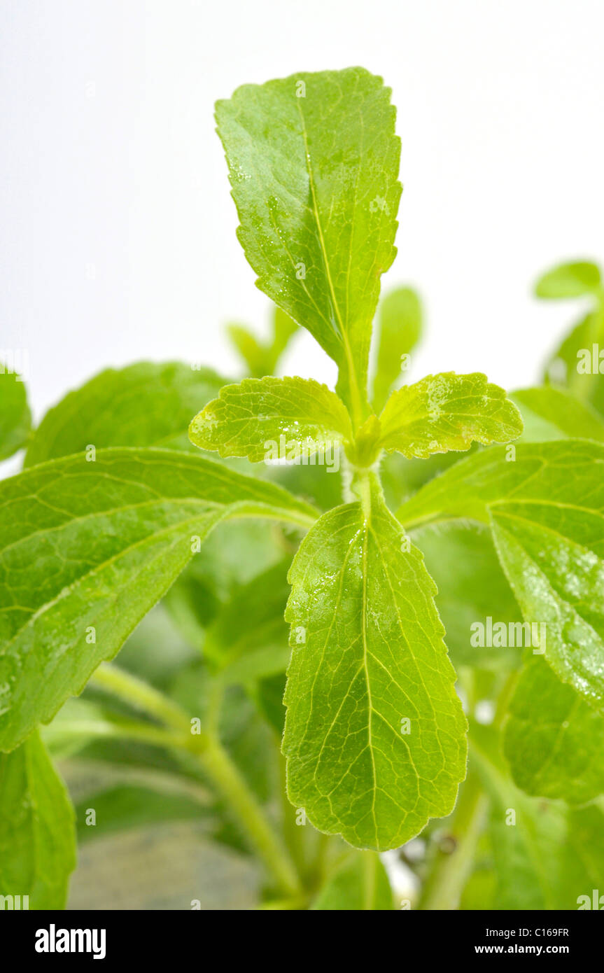 Sweetleaf (Stevia rebaudiana Stock Photo Alamy