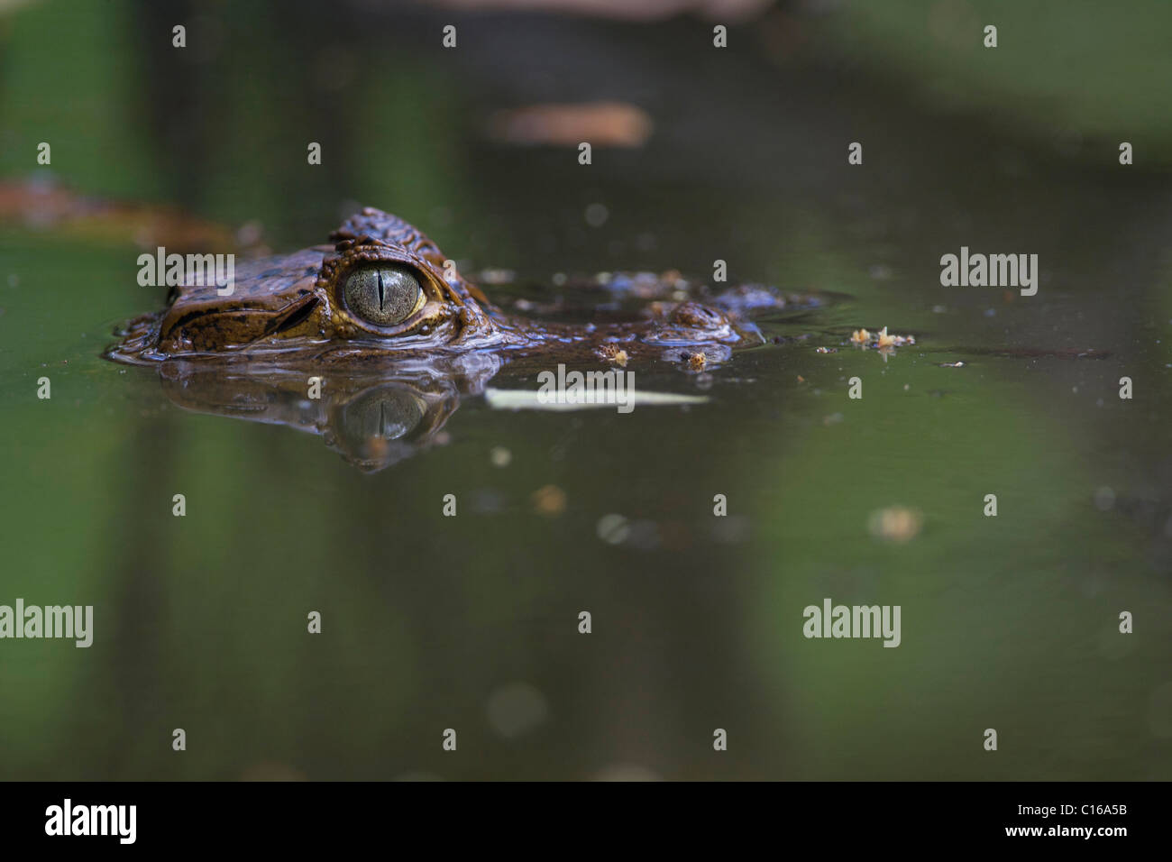 Baby Spectacled Caiman (Caiman crocodilus) on a pond, primary forest, Costa Rica, Osa Peninsula Stock Photo