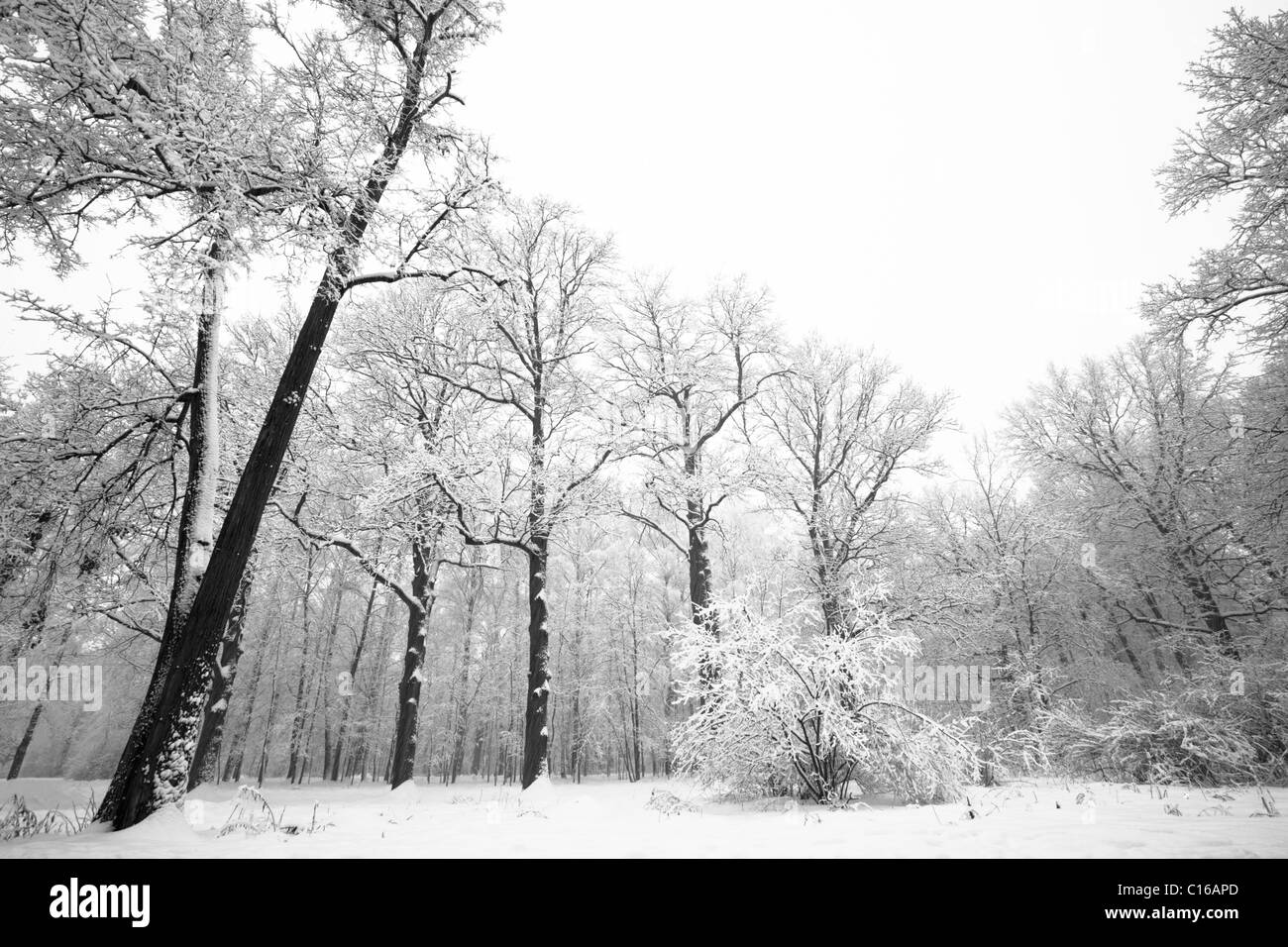 Trees in winter forest, black and white Stock Photo - Alamy