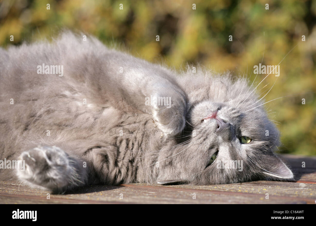 Domestic cat Single adult relaxing in sun in garden UK Stock Photo