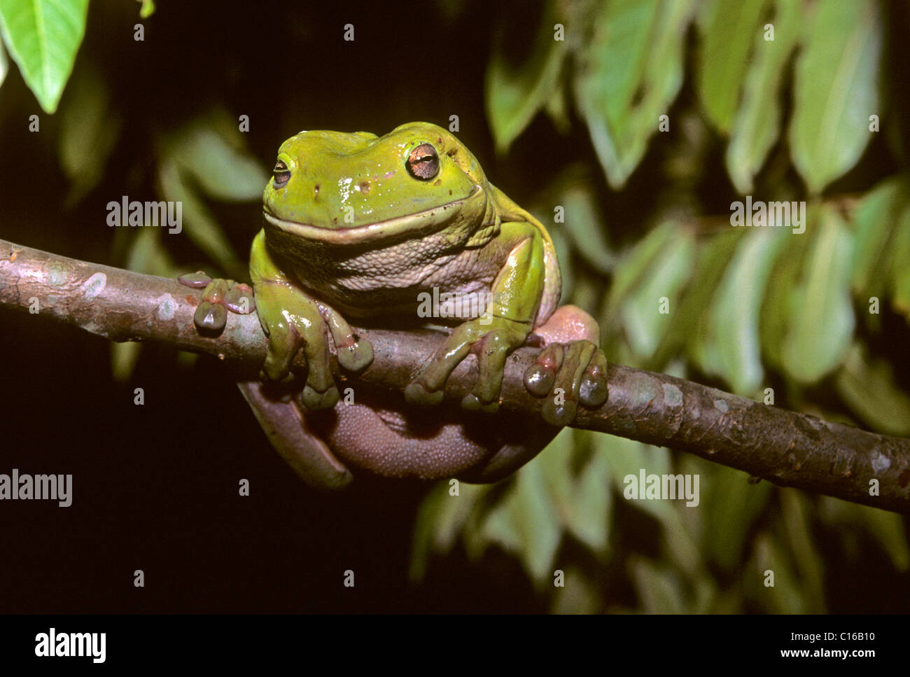 Green tree frog (Litoria caerulea), Australia Stock Photo