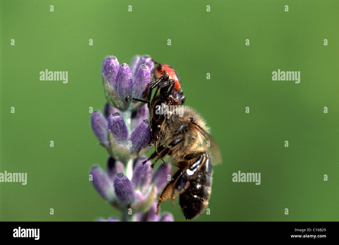 Crab Spider (Synaema globosum) perched on a Lavender blossom (Lavandula) with its prey, a Honey Bee (Apis mellifica), Cannes Stock Photo