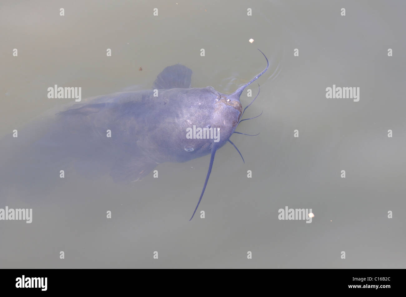 Catfish in food Stock Photo Alamy