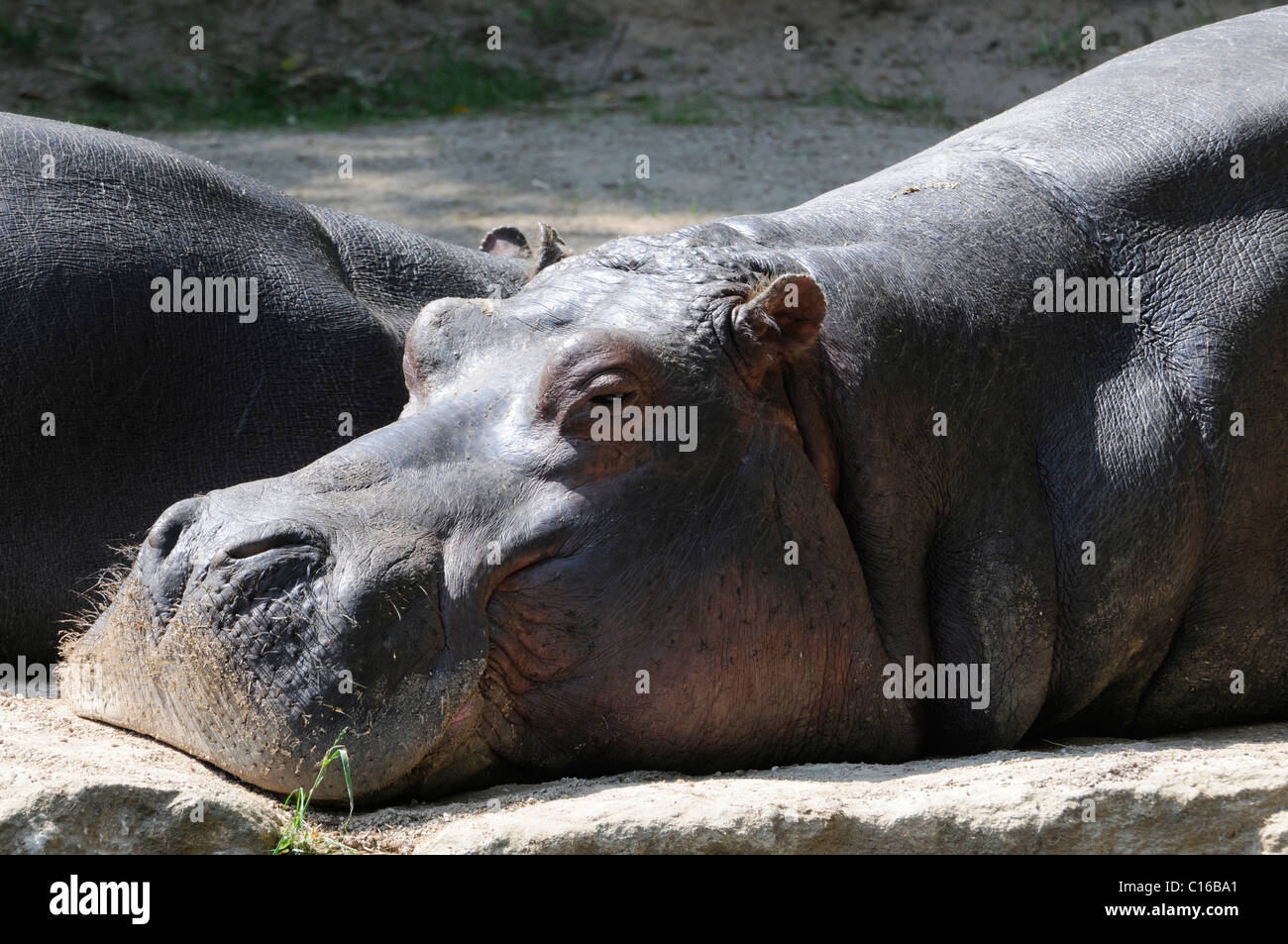 Hippopotamus (Hippopotamus amphibius), zoo, France, Europe Stock Photo
