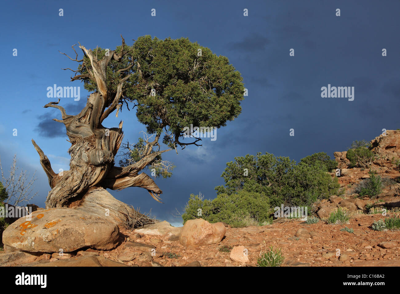 Desert shrub roots hi-res stock photography and images - Alamy