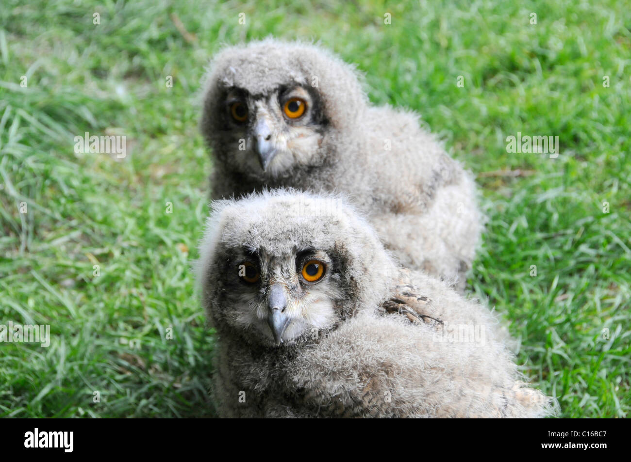 Eurasian Eagle Owls (Bubo bubo), 4-week-old chicks, zoo, North Rhine-Westphalia, Germany, Europe Stock Photo