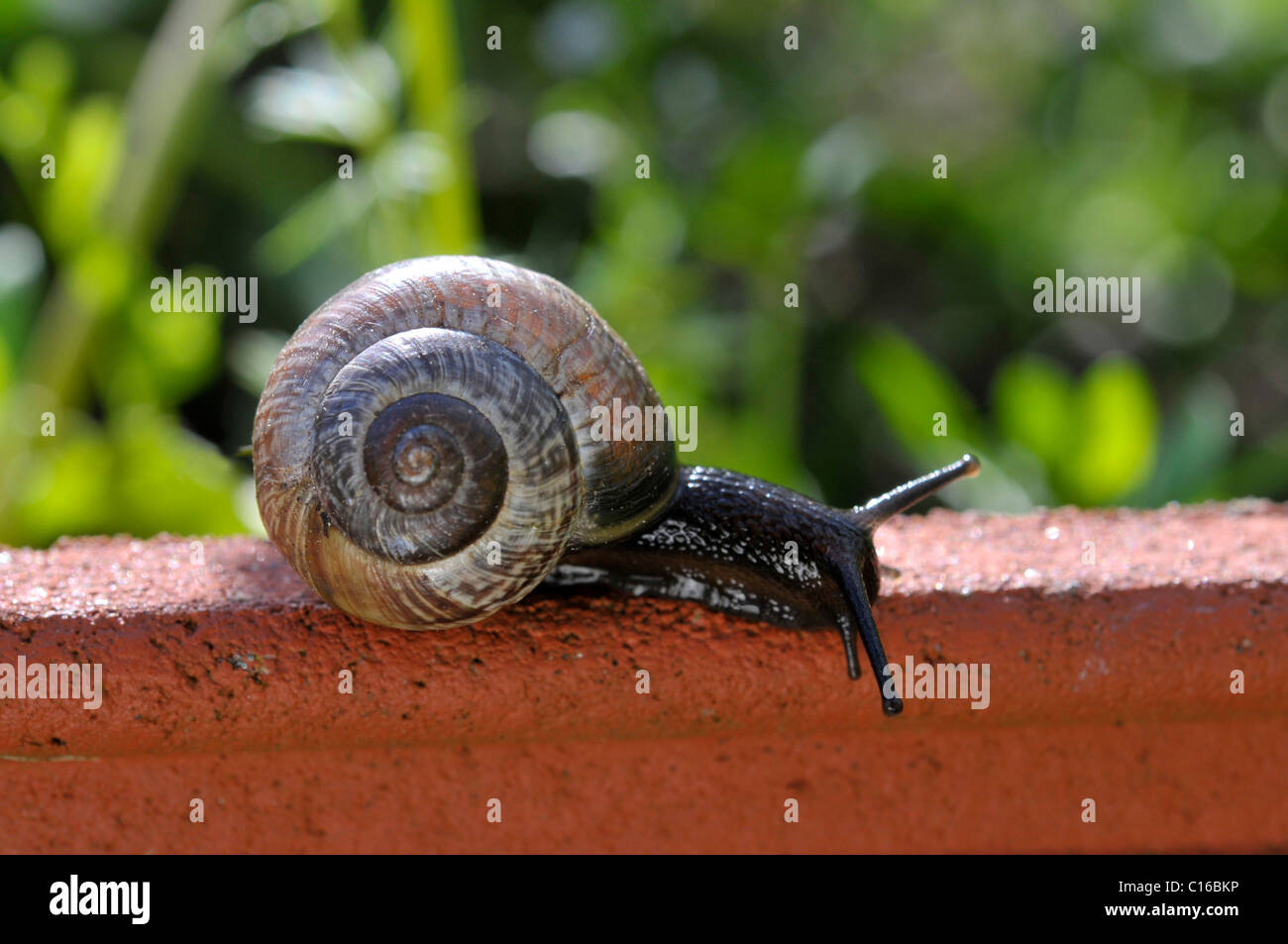 Snail (Gastropoda) Stock Photo