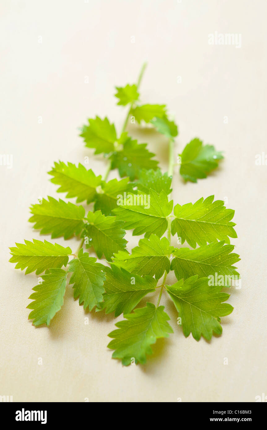 Small Burnet Saxifrage (Pimpinella saxifraga) Stock Photo