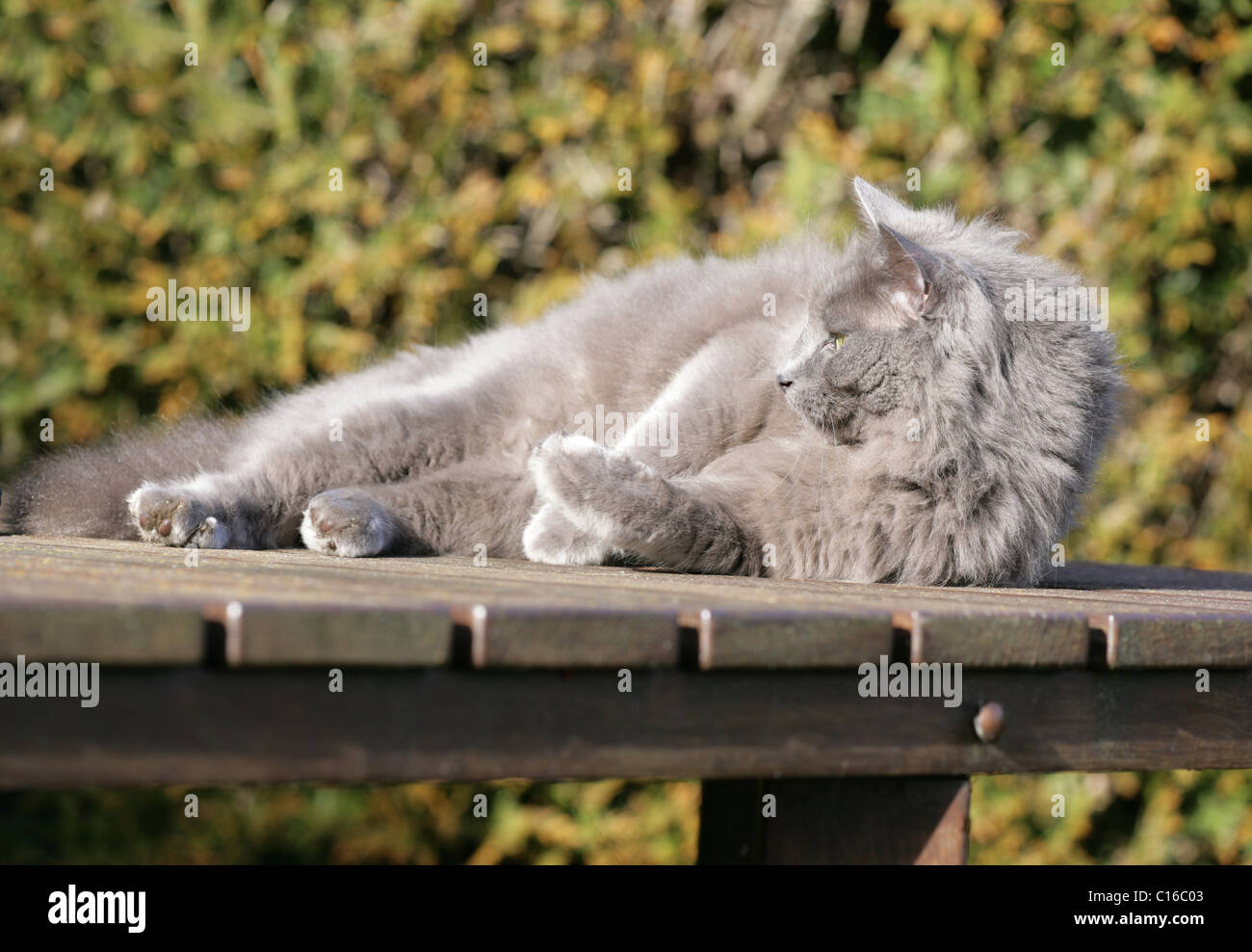 Domestic cat Single adult relaxing in sun in garden UK Stock Photo