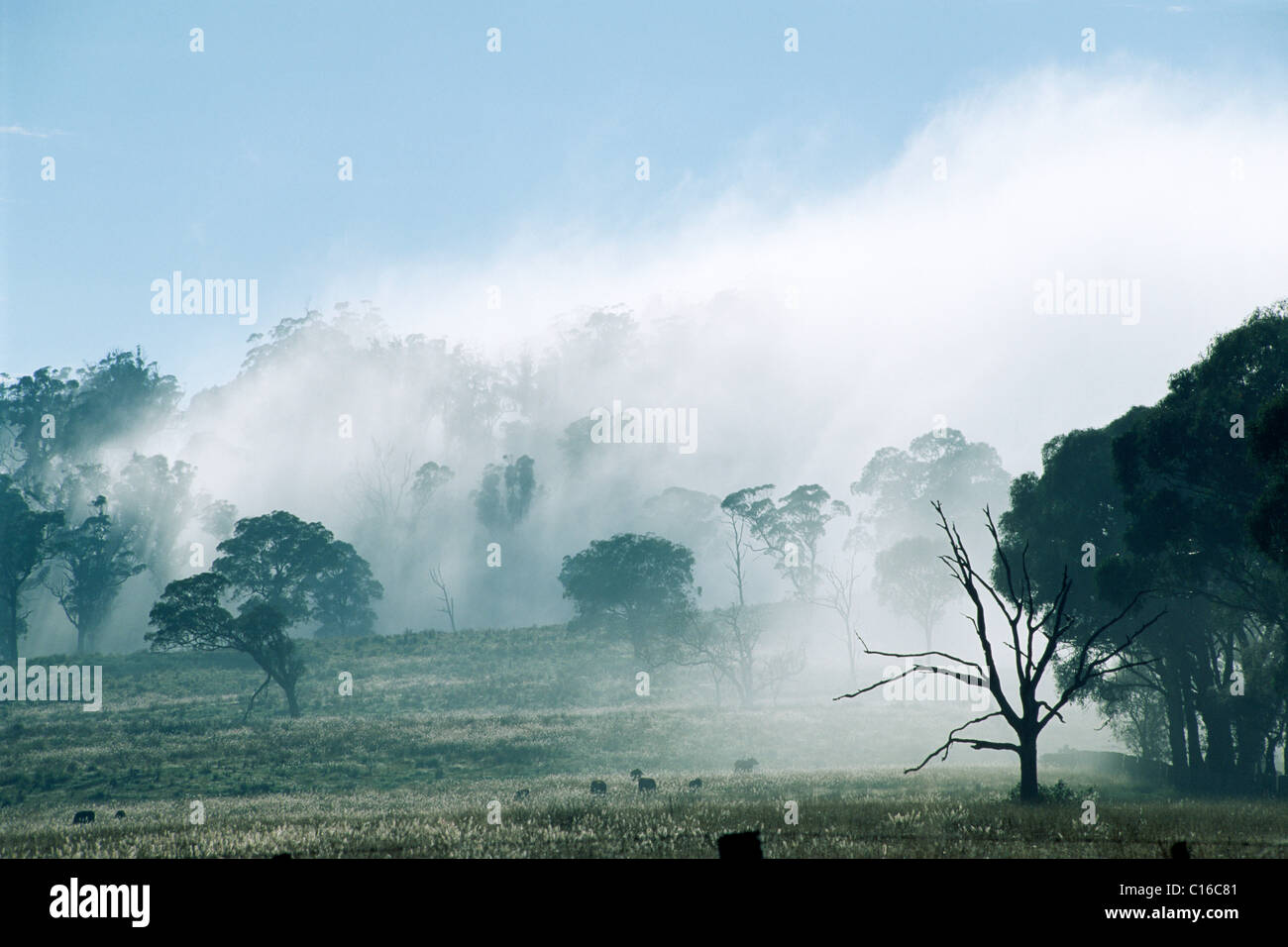 Fog over cultural landscape, East Coast, New South Wales, Australia Stock Photo