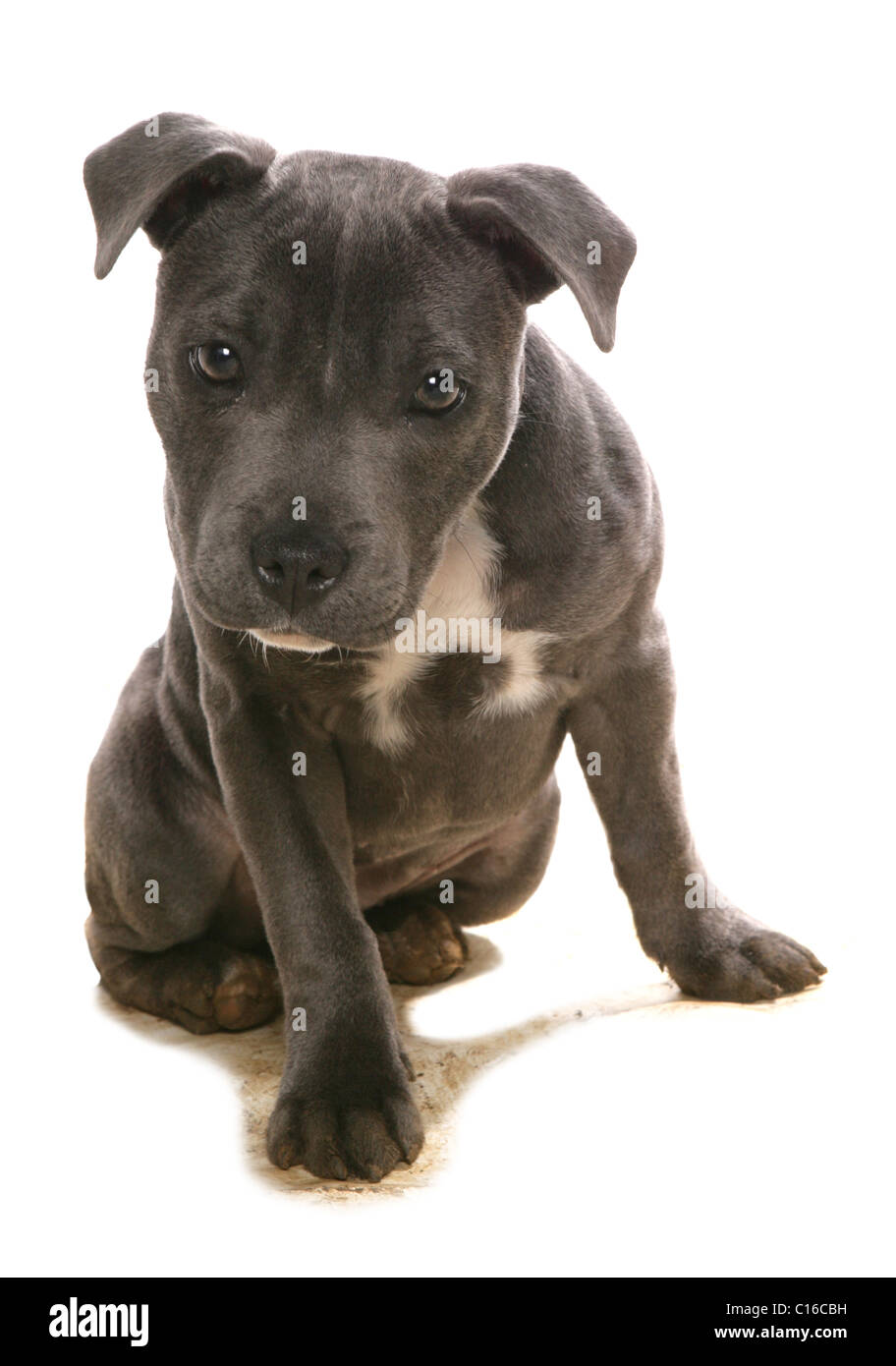 Staffordshire Bull Terrier Single puppy sitting in studio UK Stock Photo